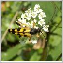 Leptura maculata - Gefleckter Schmalbock 01.jpg